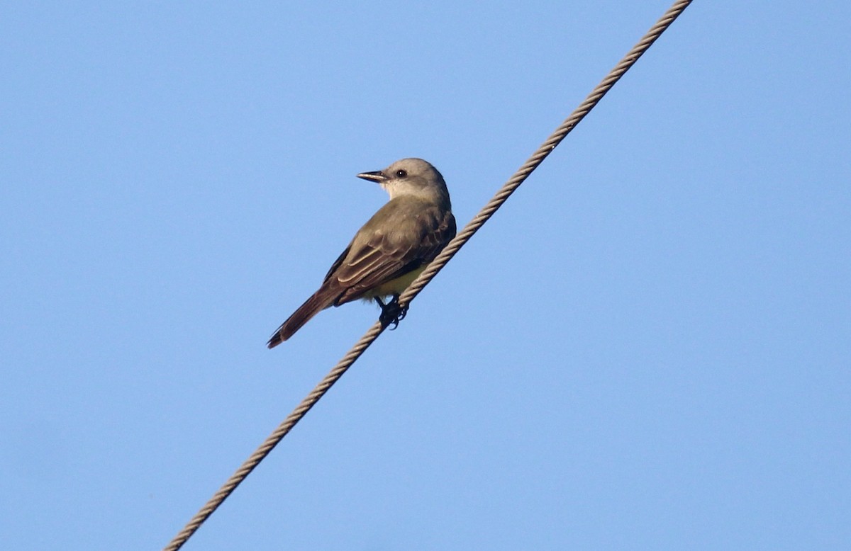 Tropical/Couch's Kingbird - ML646721819