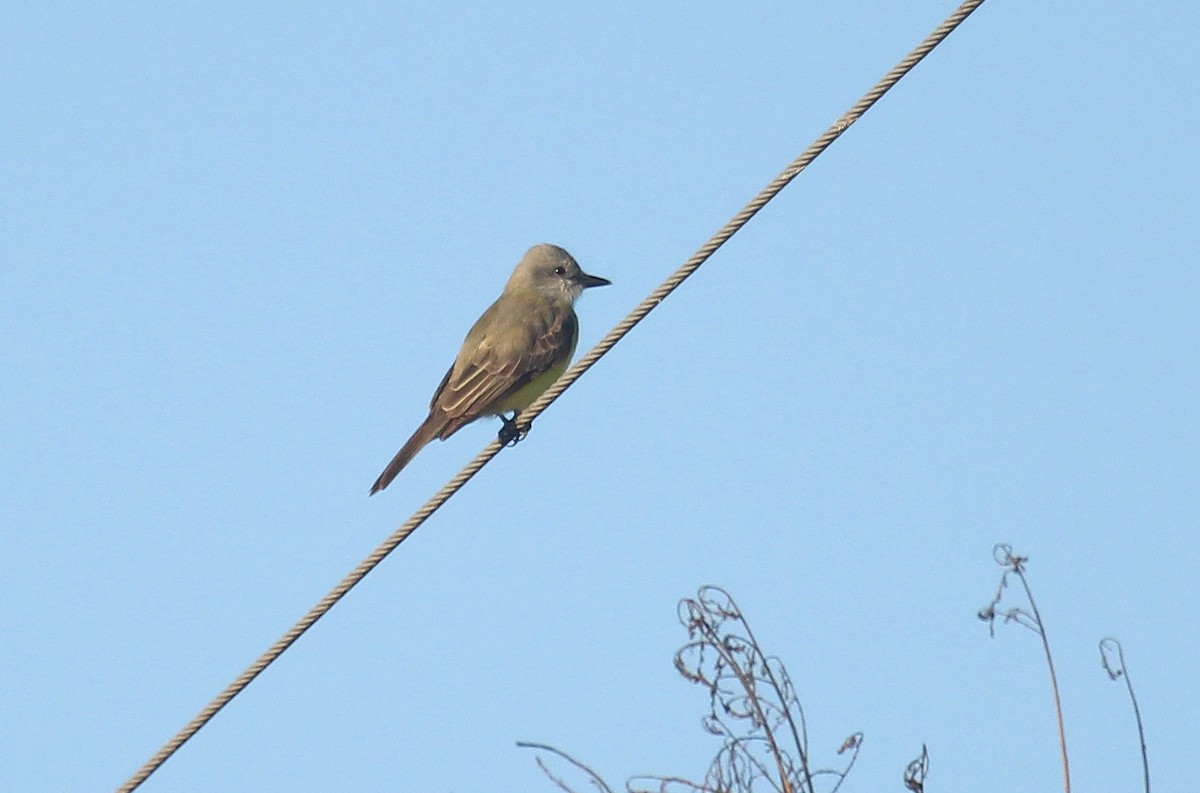 Tropical/Couch's Kingbird - ML646721820