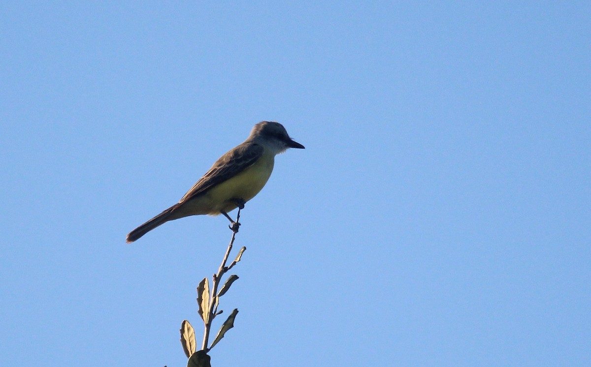 Tropical/Couch's Kingbird - ML646721821