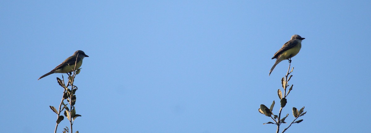 Tropical/Couch's Kingbird - ML646721822