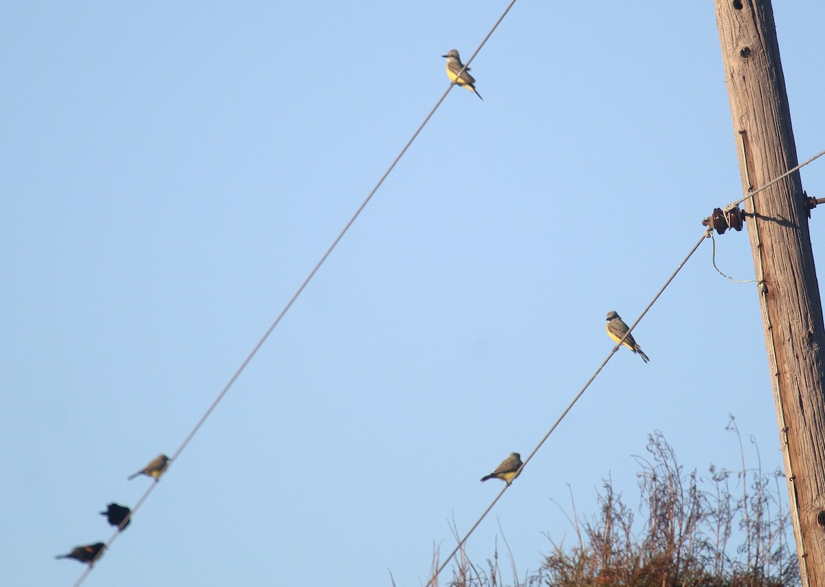 Tropical/Couch's Kingbird - ML646721823