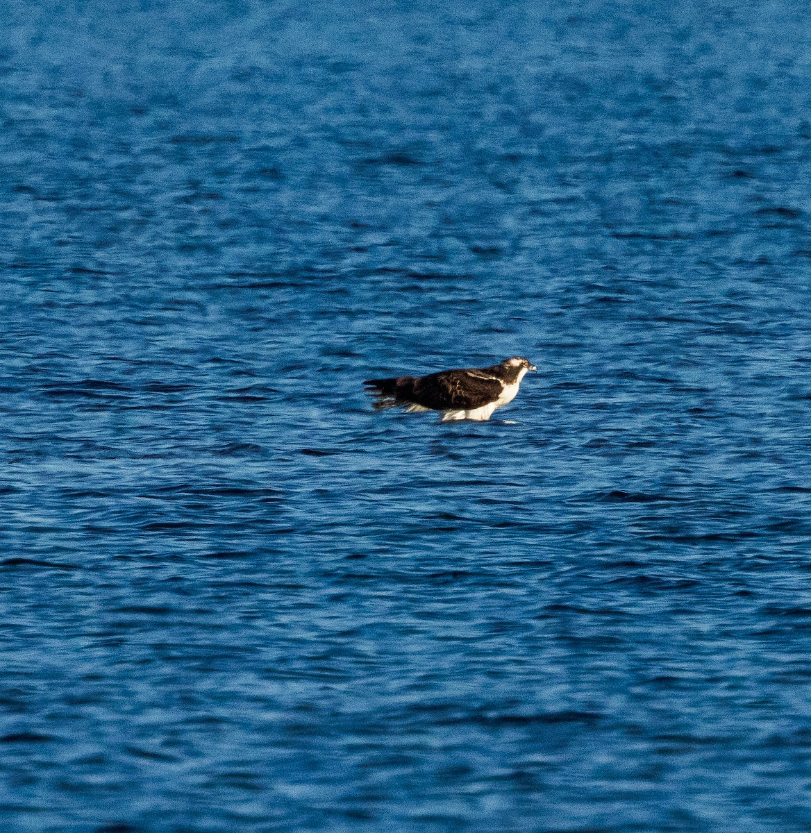 Osprey - ML646721824