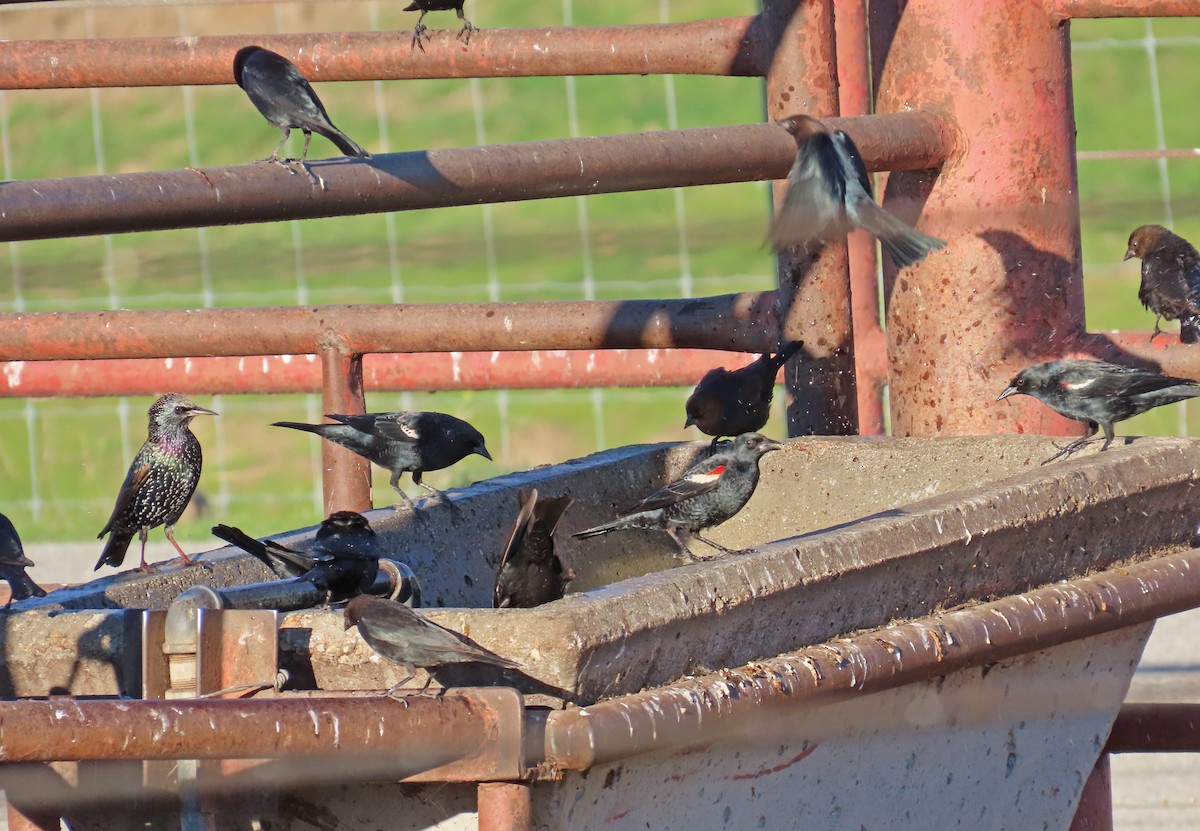 Carouge de Californie - ML646721826