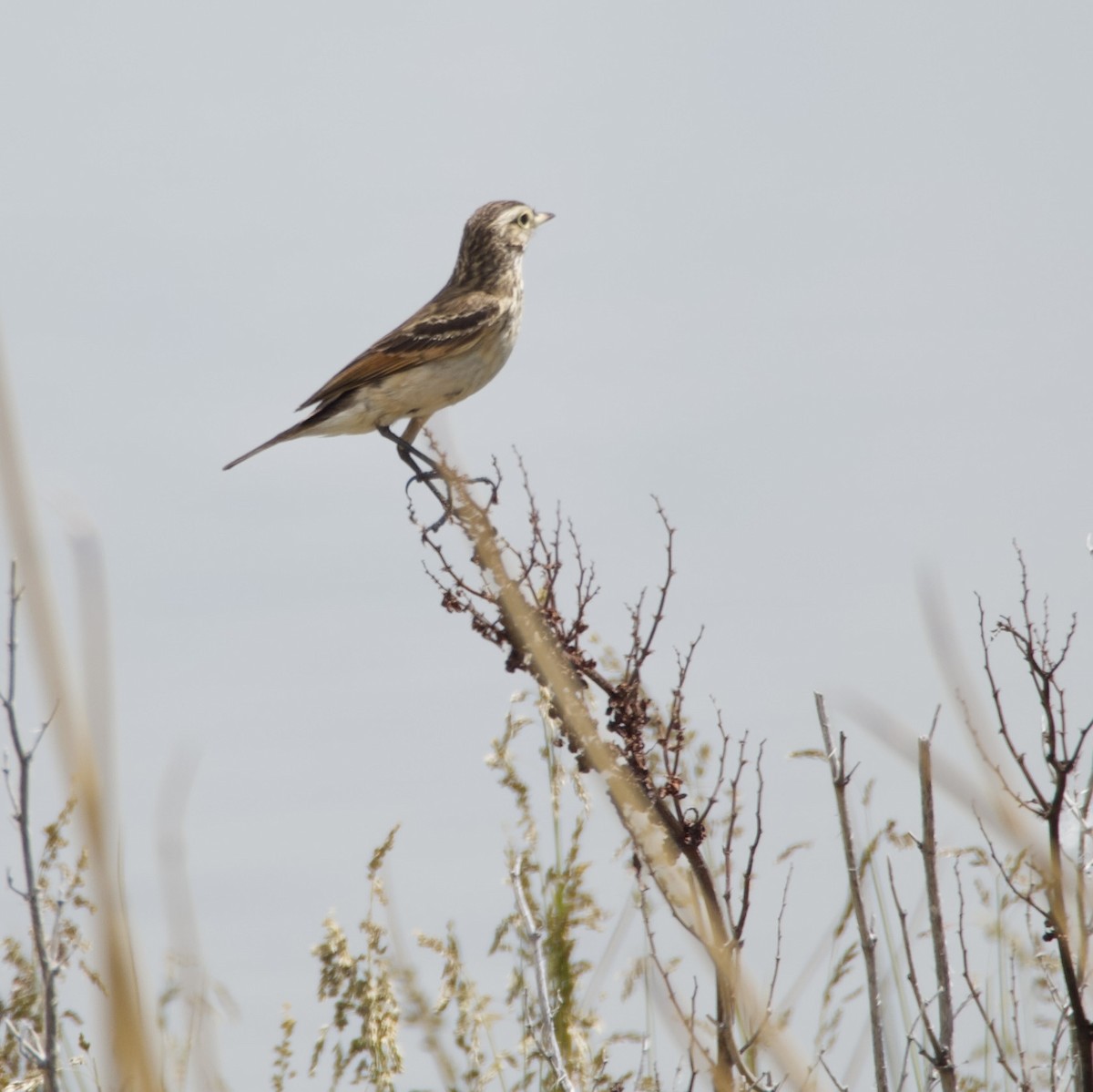 brilletyrann - ML646721827