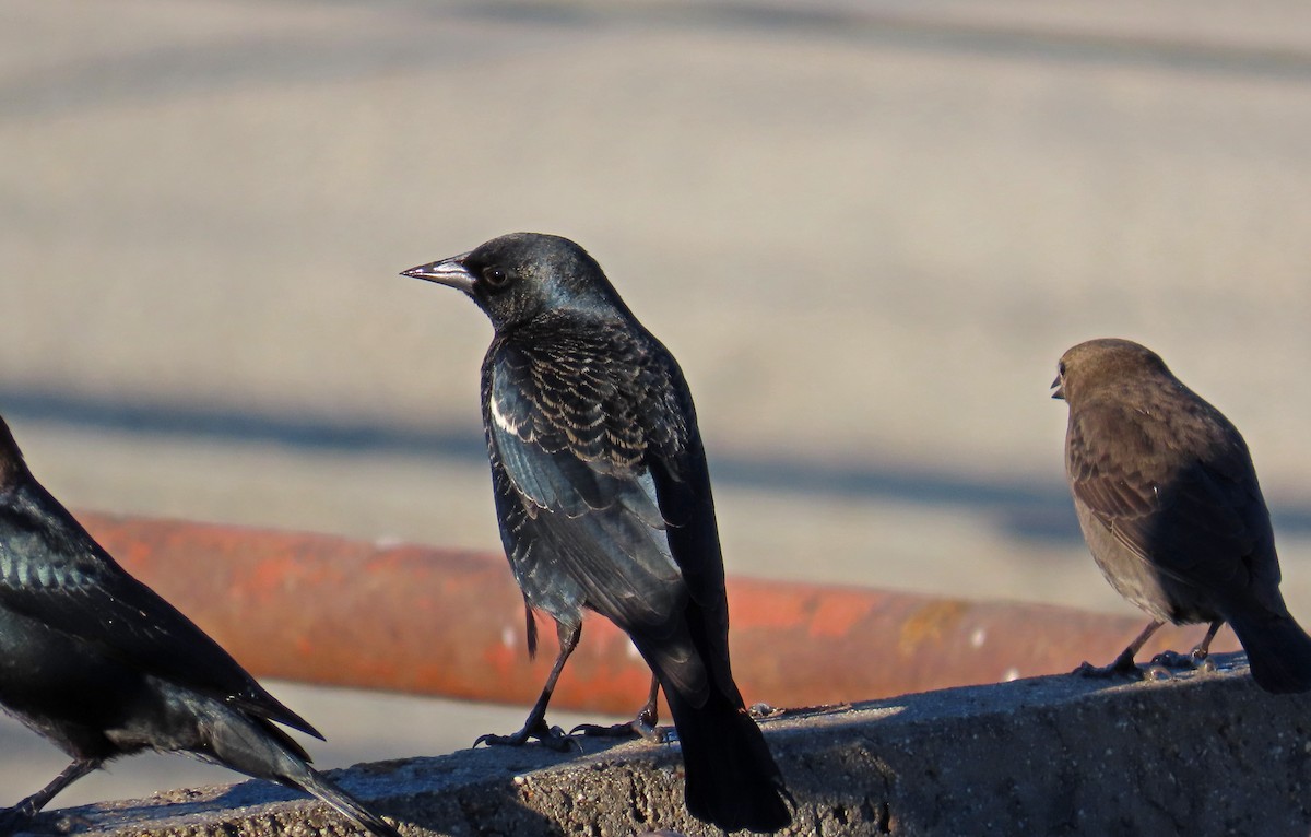 Carouge de Californie - ML646721828