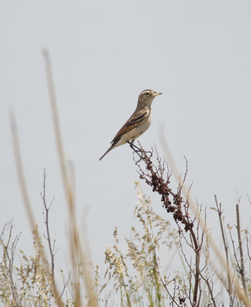 brilletyrann - ML646721829