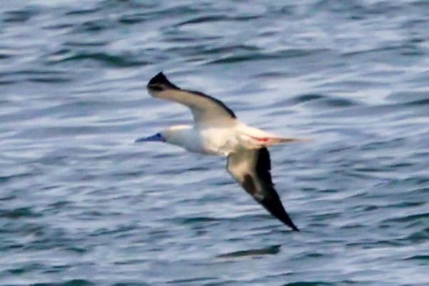 Red-footed Booby - ML646721832