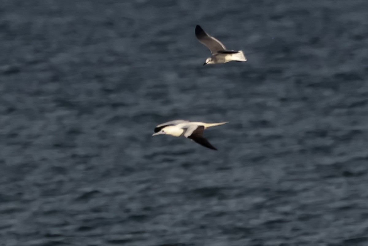 Red-footed Booby - ML646721833
