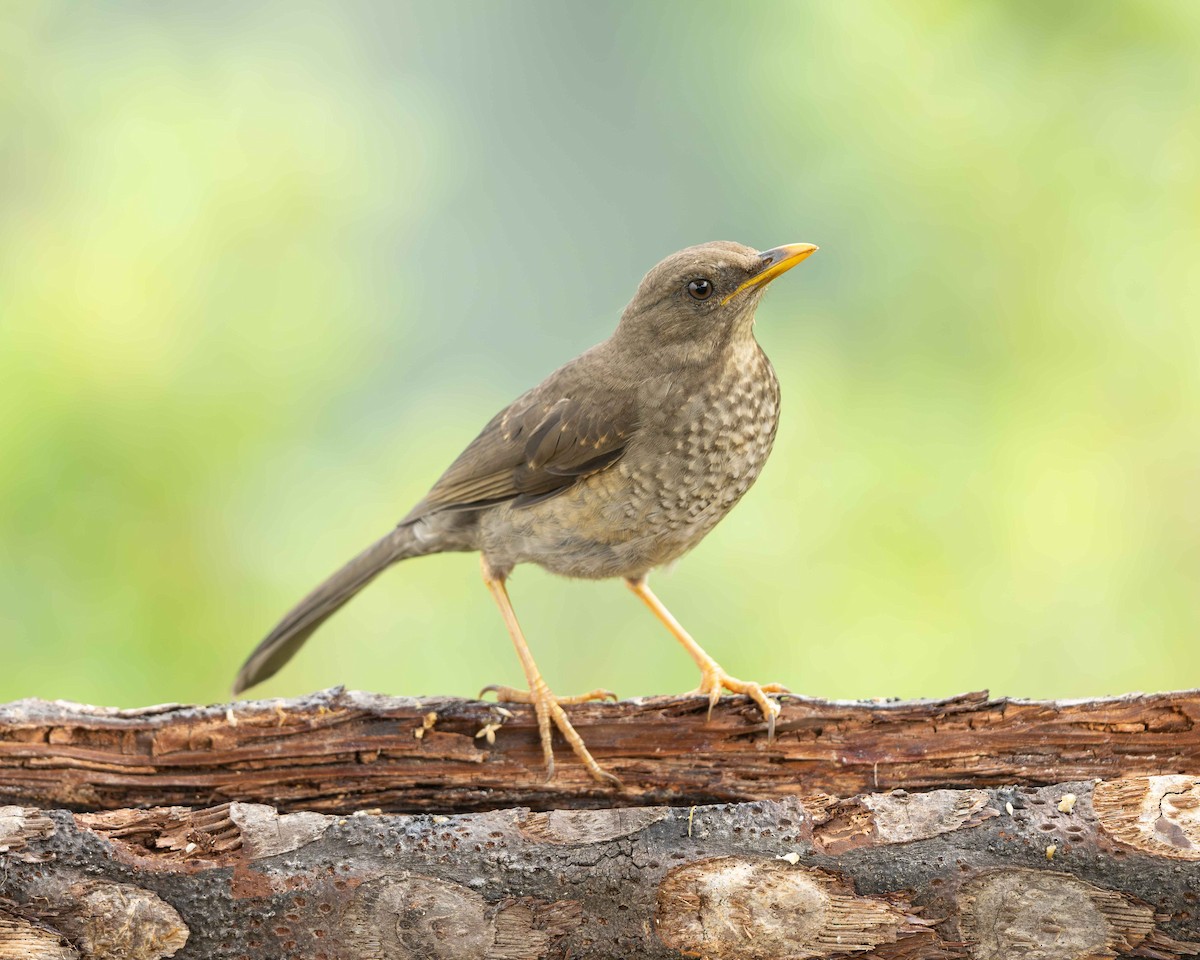 Riesendrossel - ML646721834