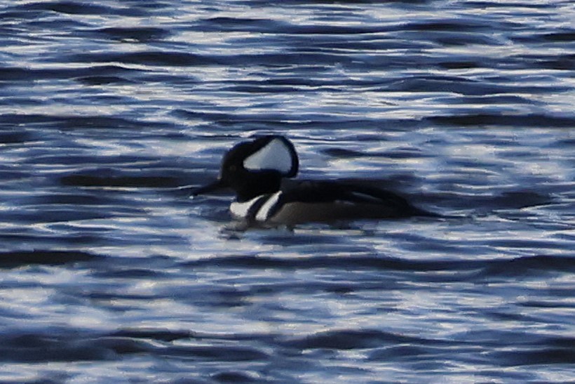 Kappensäger - ML646721837