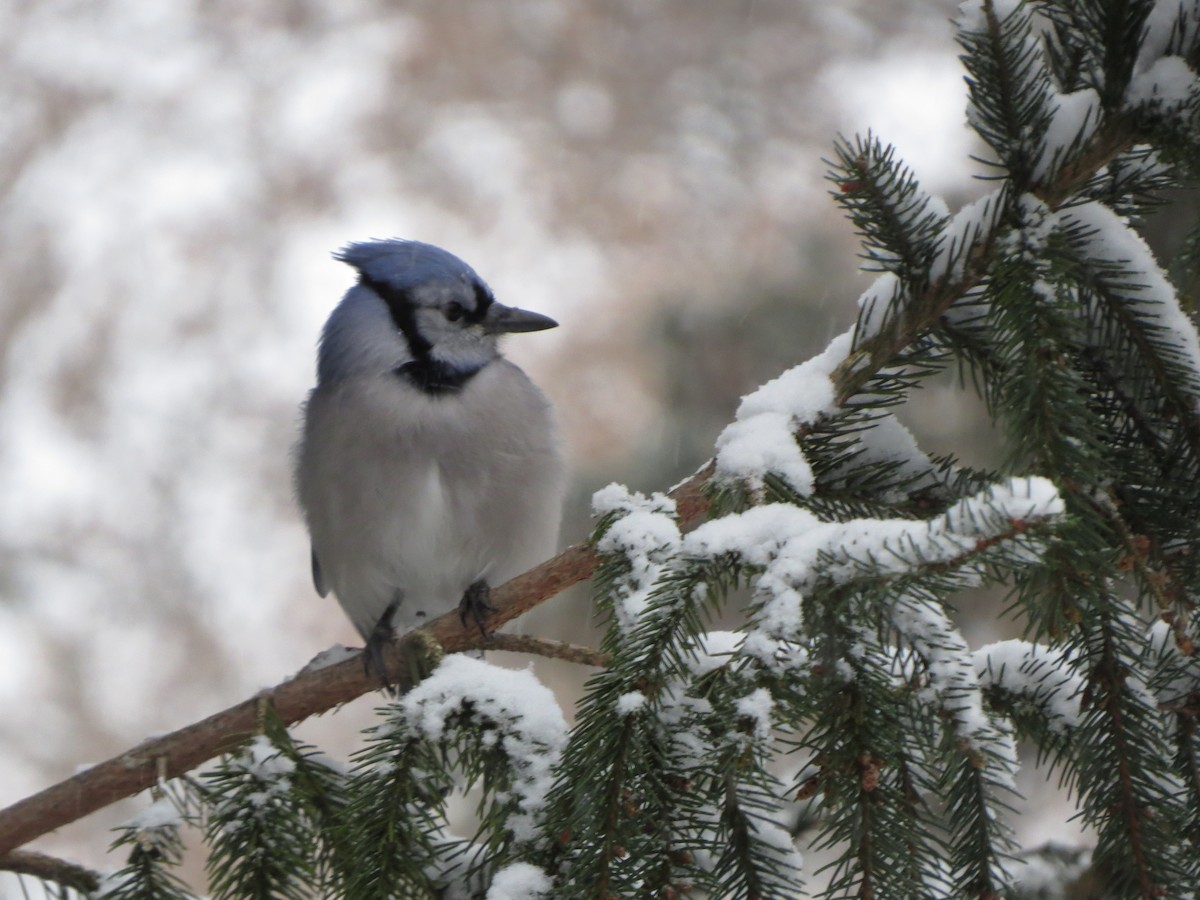 Blue Jay - ML646721838