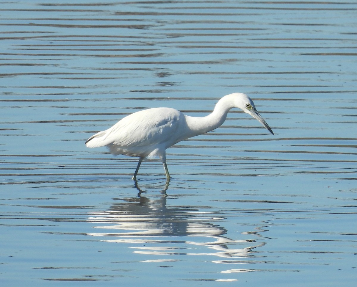 Little Blue Heron - ML646721839