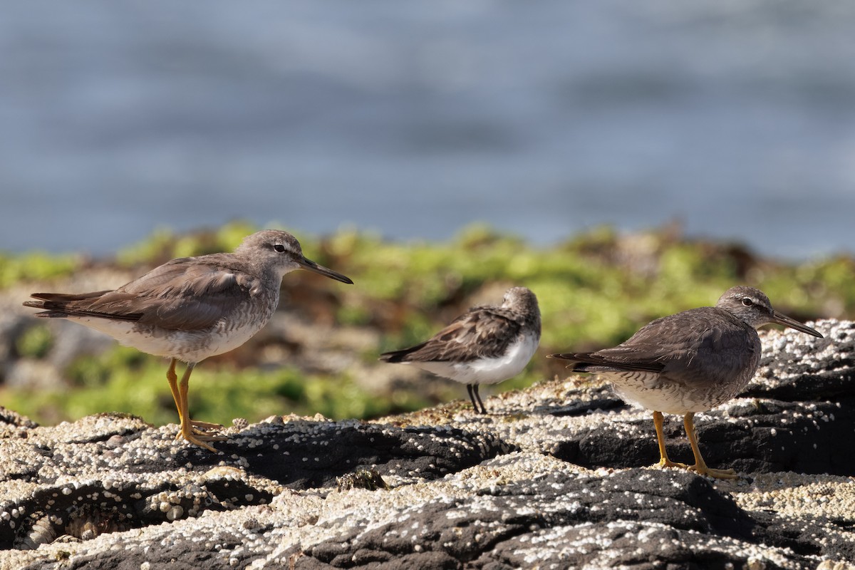 メリケンキアシシギ - ML646721840