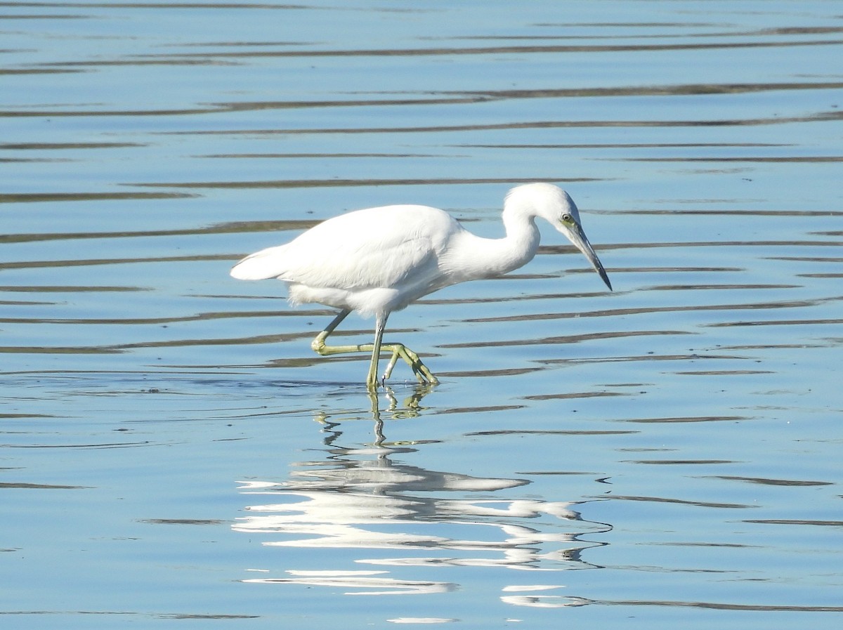 Little Blue Heron - ML646721841