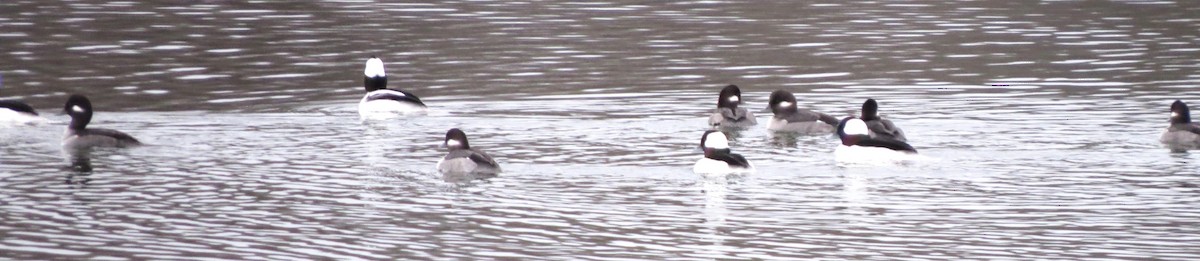 Bufflehead - ML646721842