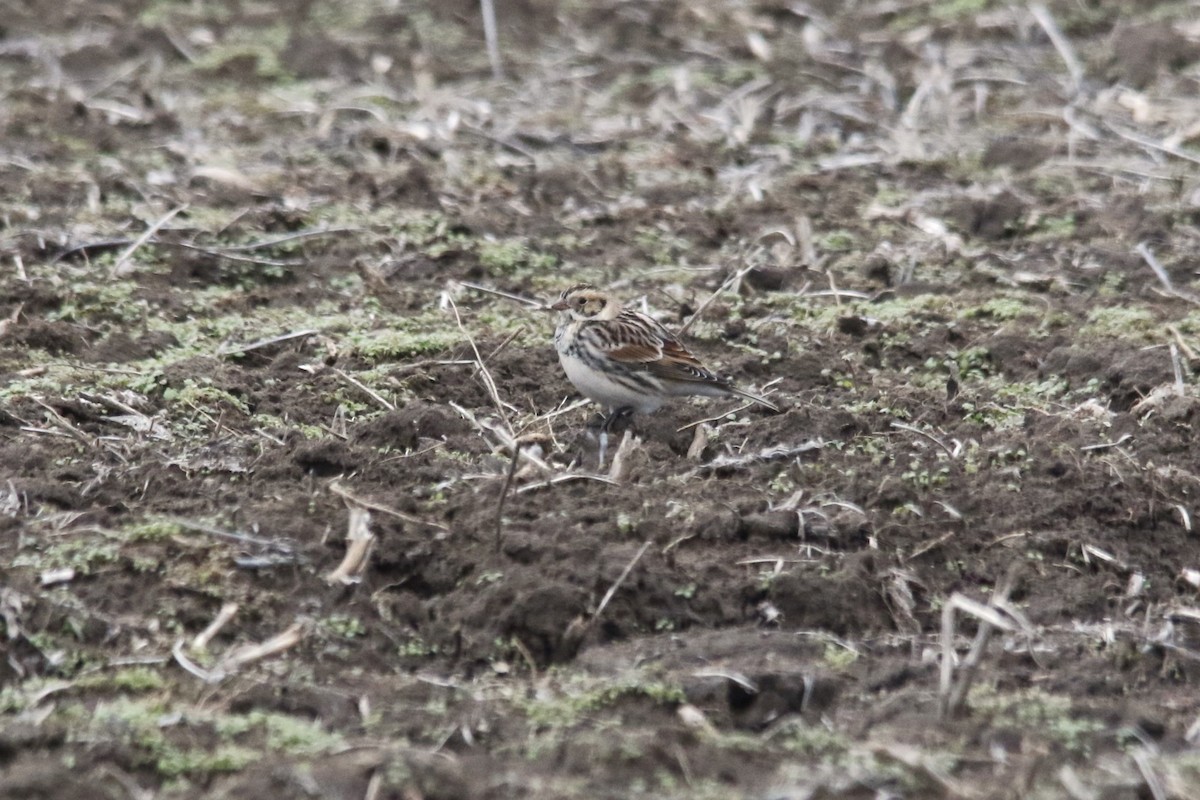 גיבתון לפלנדי - ML646721843
