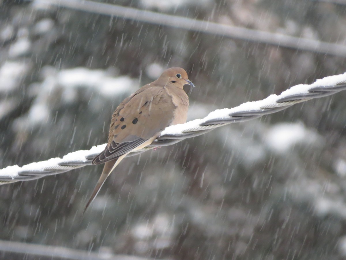 Mourning Dove - ML646721844