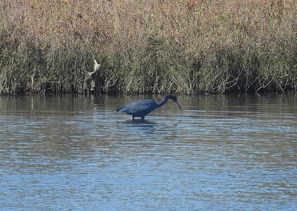 Little Blue Heron - ML646721845