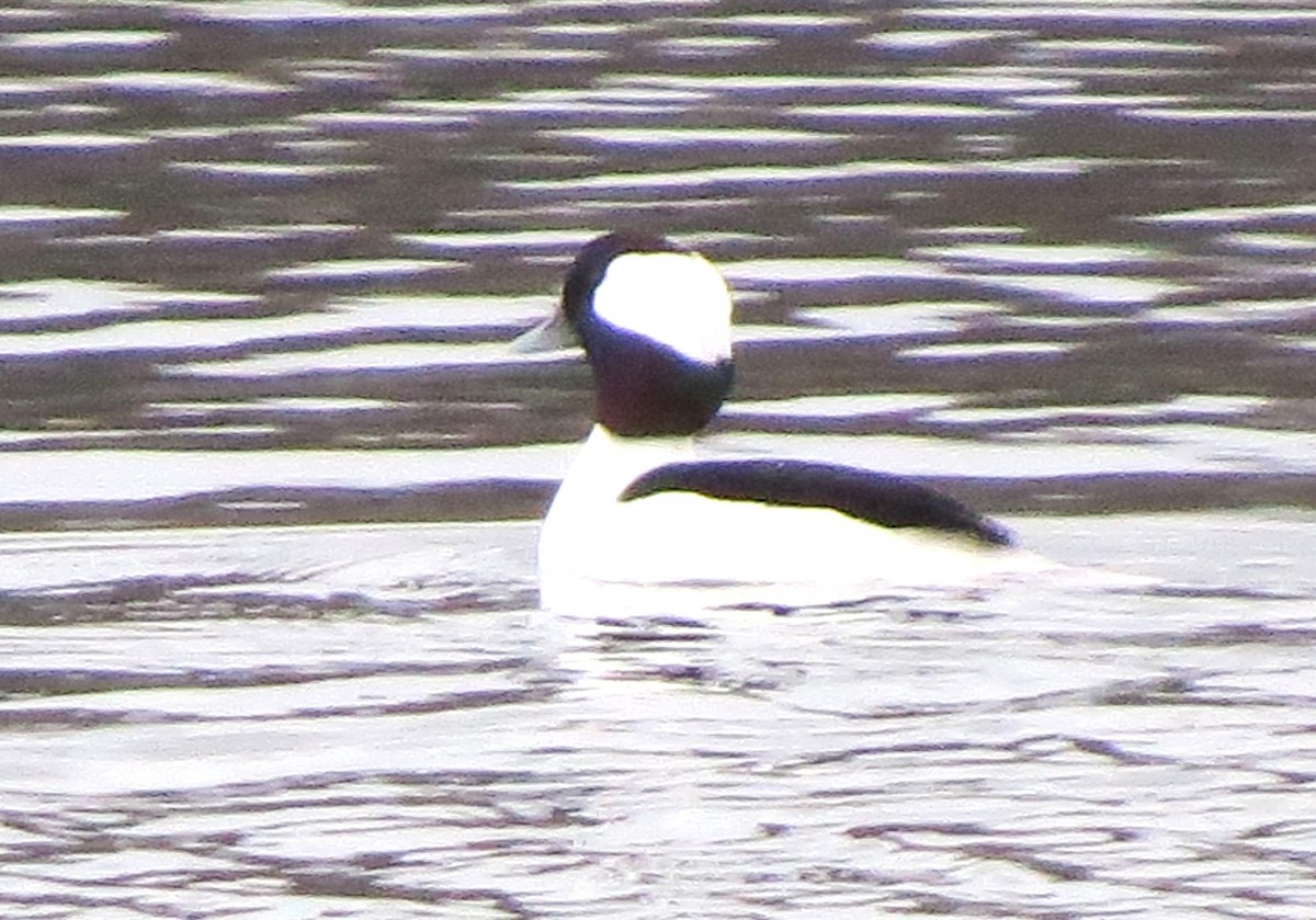Bufflehead - ML646721846