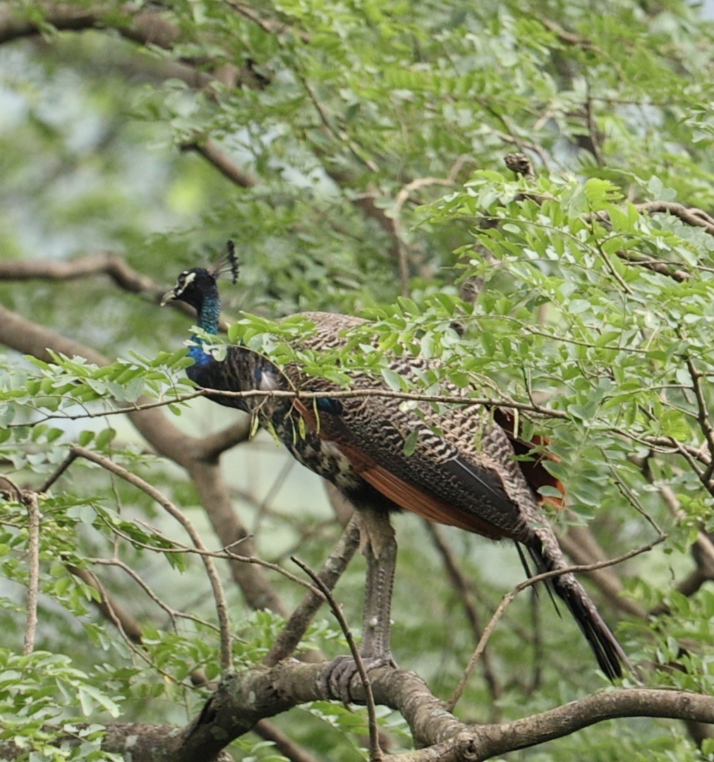 Indian Peafowl - ML646721848