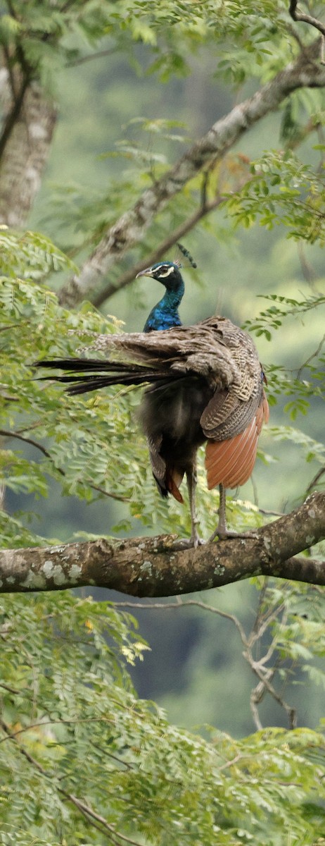 Indian Peafowl - ML646721849