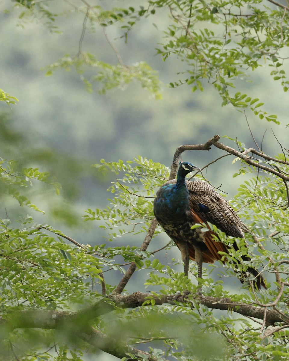 Indian Peafowl - ML646721850