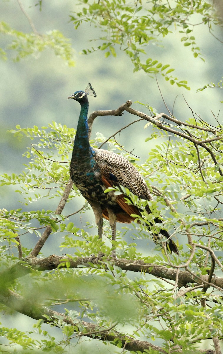 Indian Peafowl - ML646721851