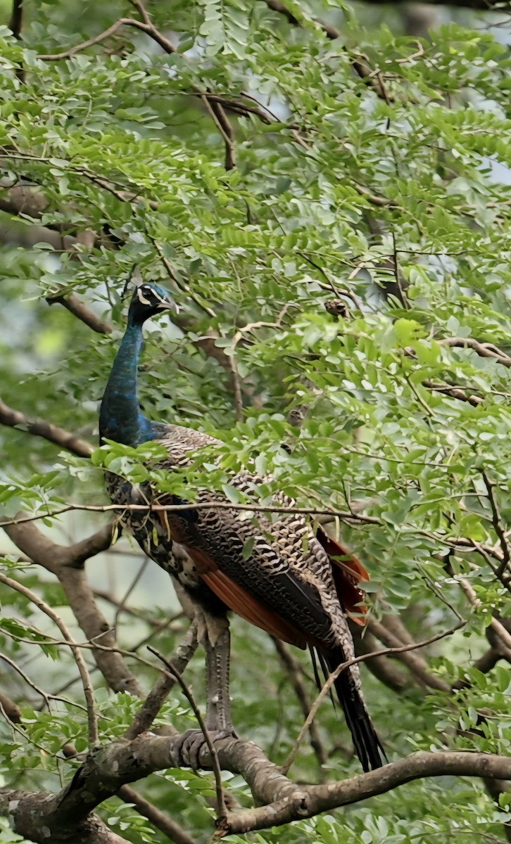 Indian Peafowl - ML646721852