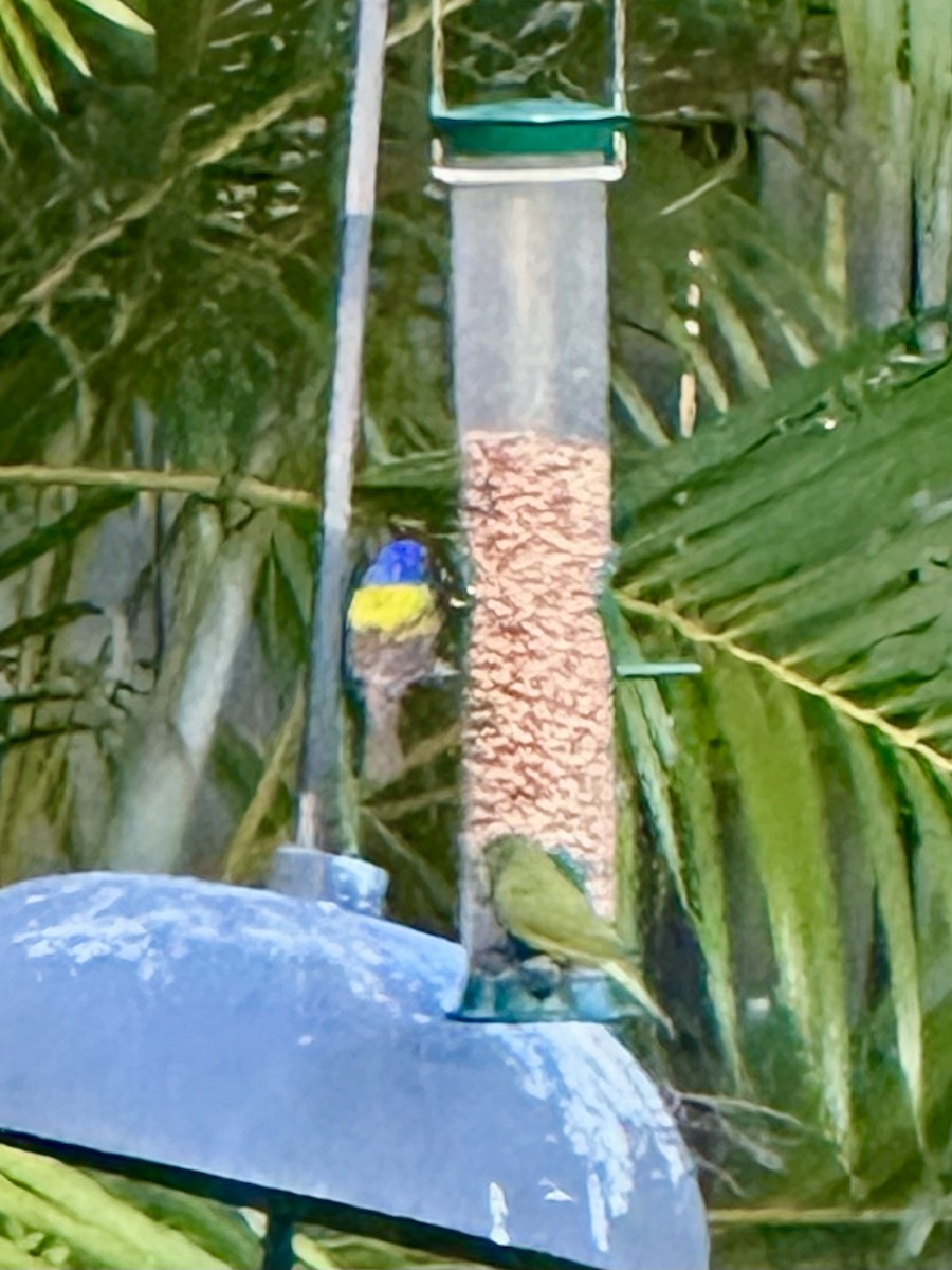 Painted Bunting - ML646721853