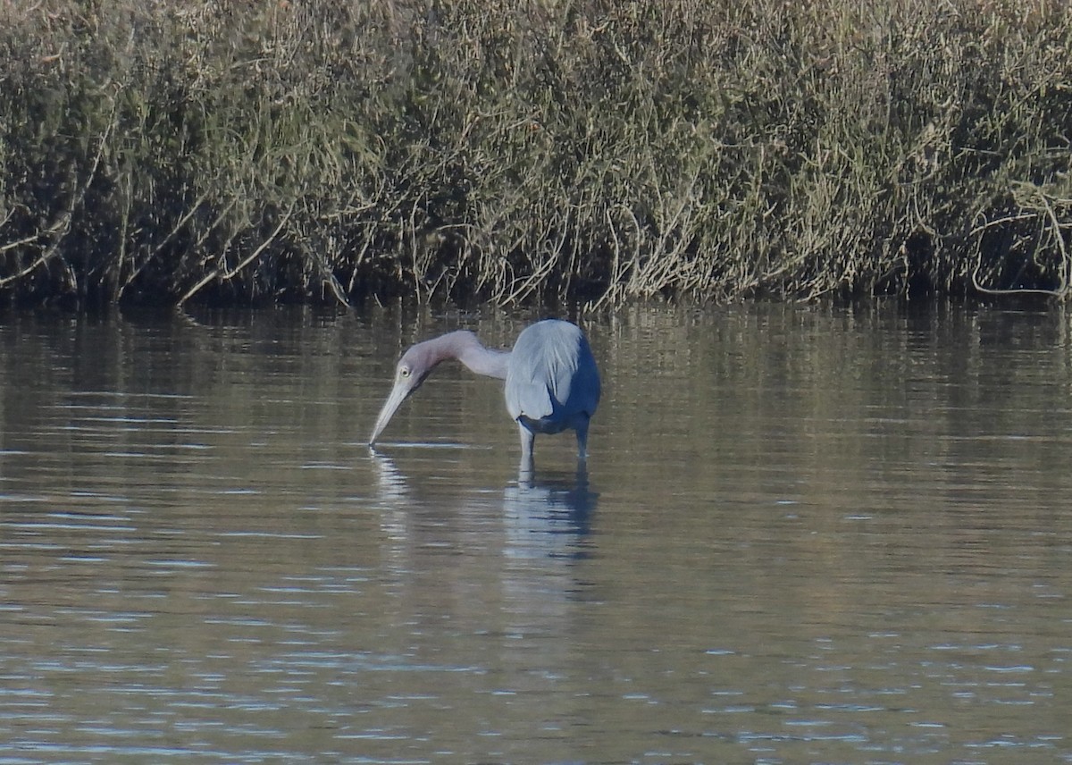 Little Blue Heron - ML646721854