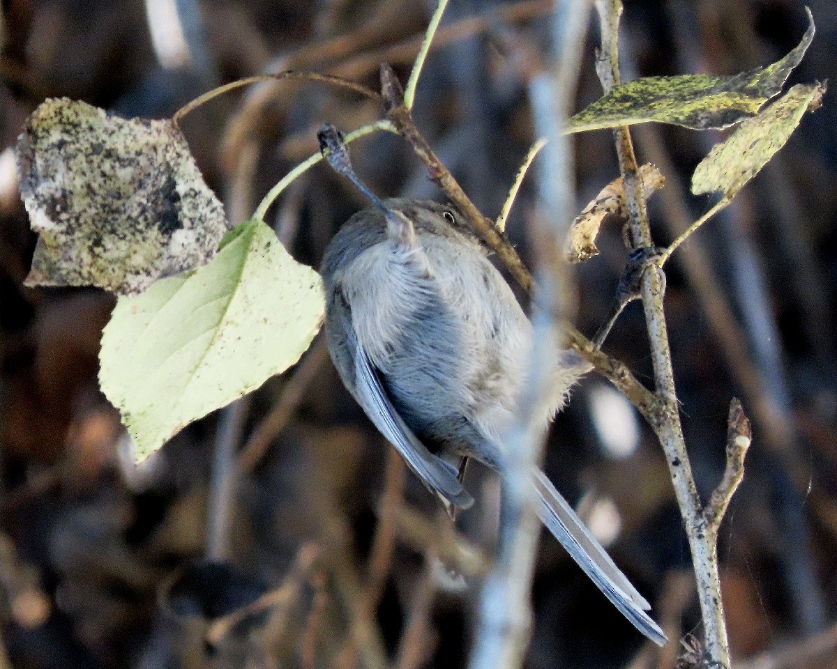 Bushtit - ML646721855