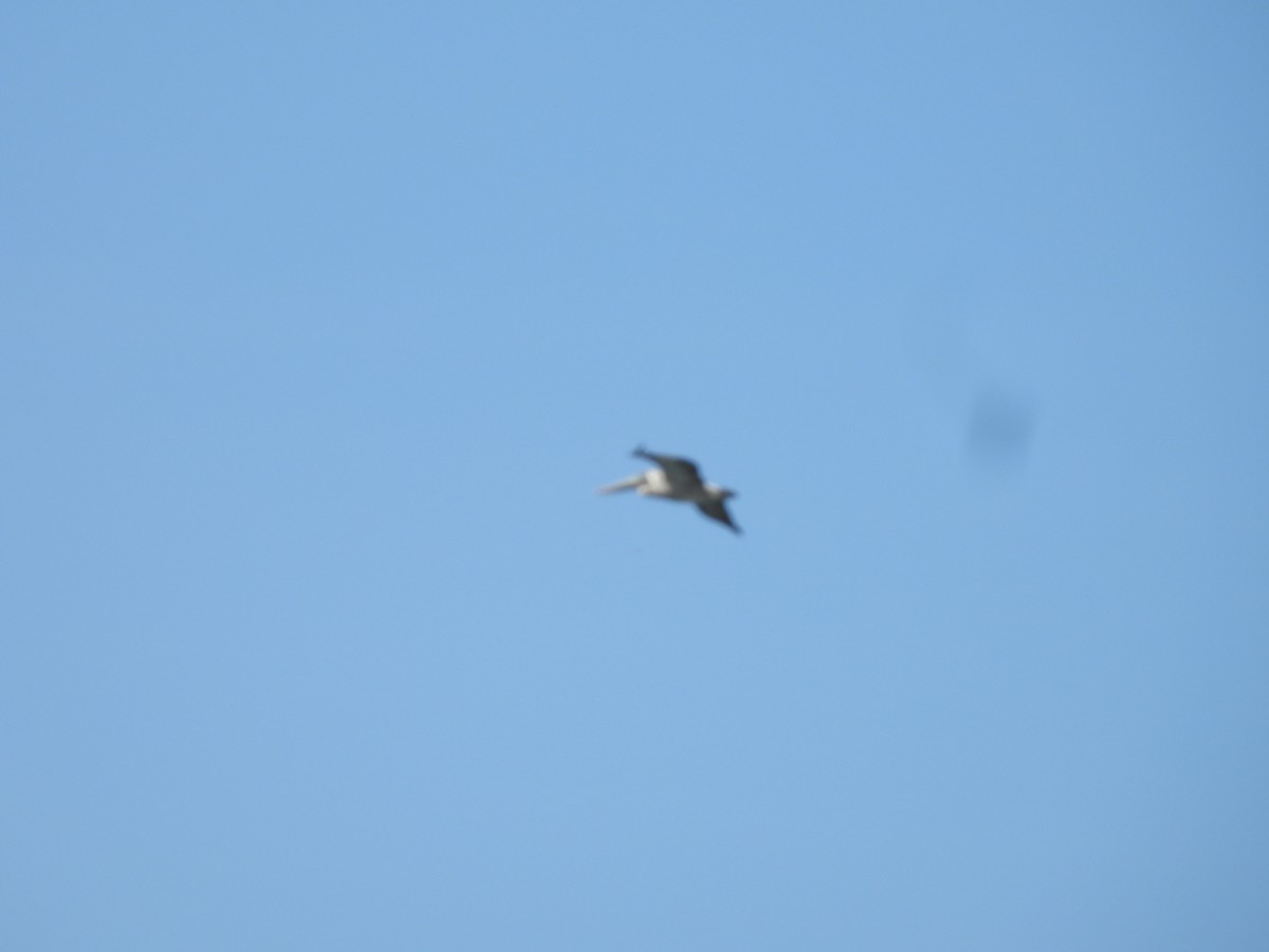 Brown Pelican - ML646721857