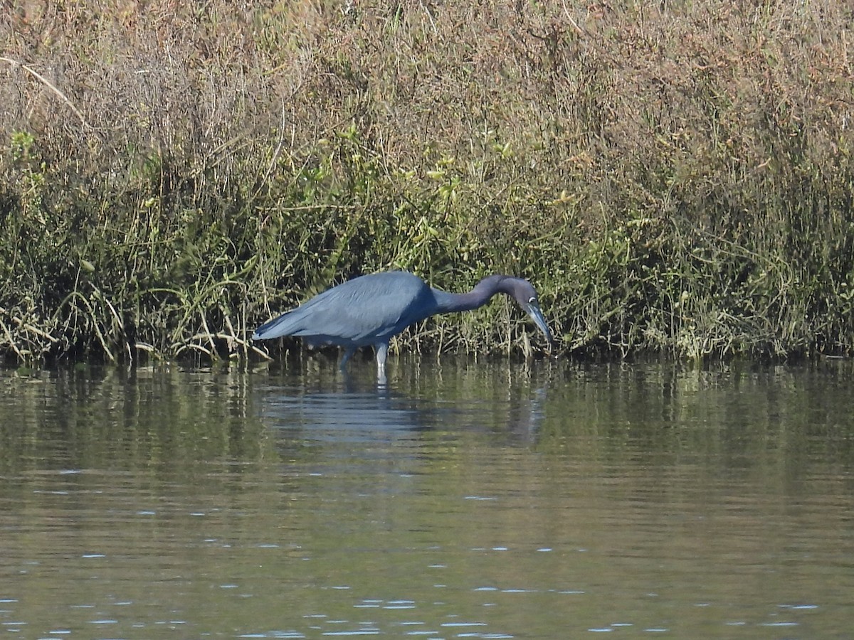 Little Blue Heron - ML646721858