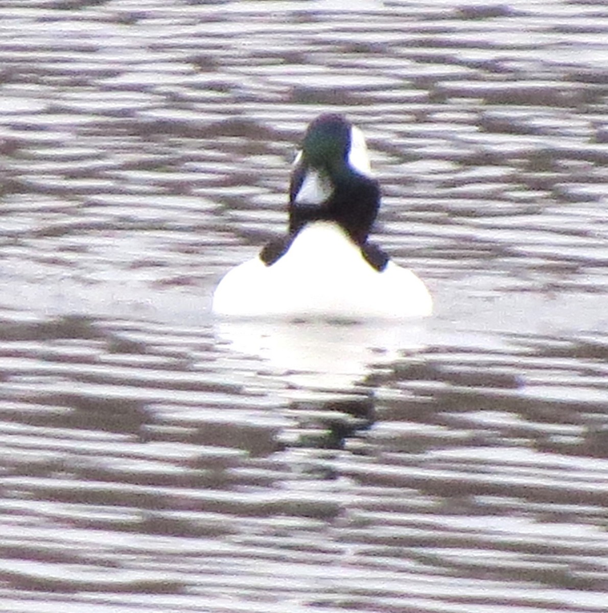 Bufflehead - ML646721859