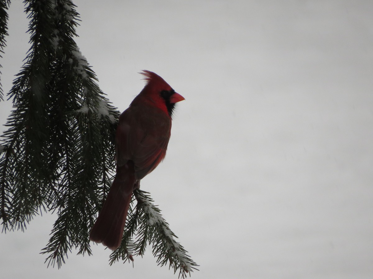 Northern Cardinal - ML646721860