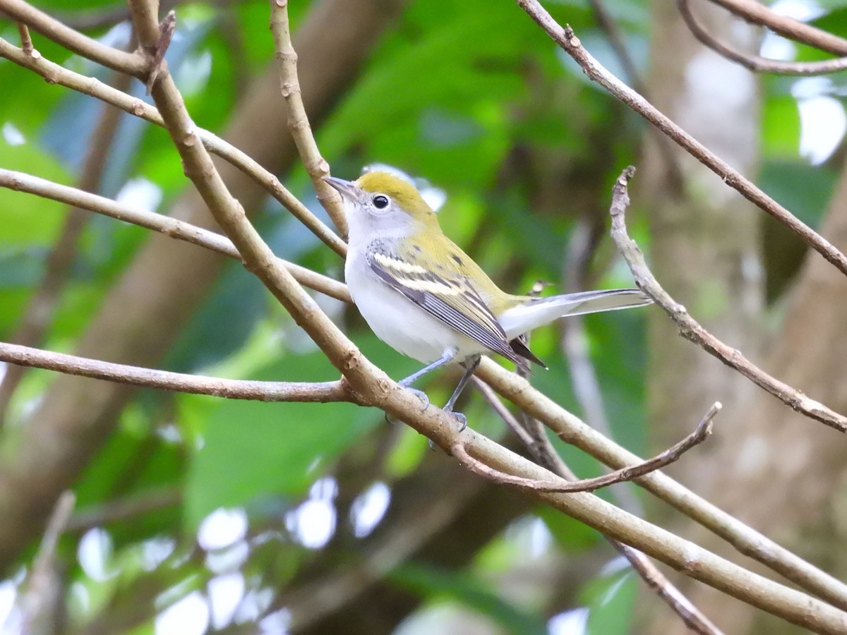 lesňáček rezavoboký - ML646721861