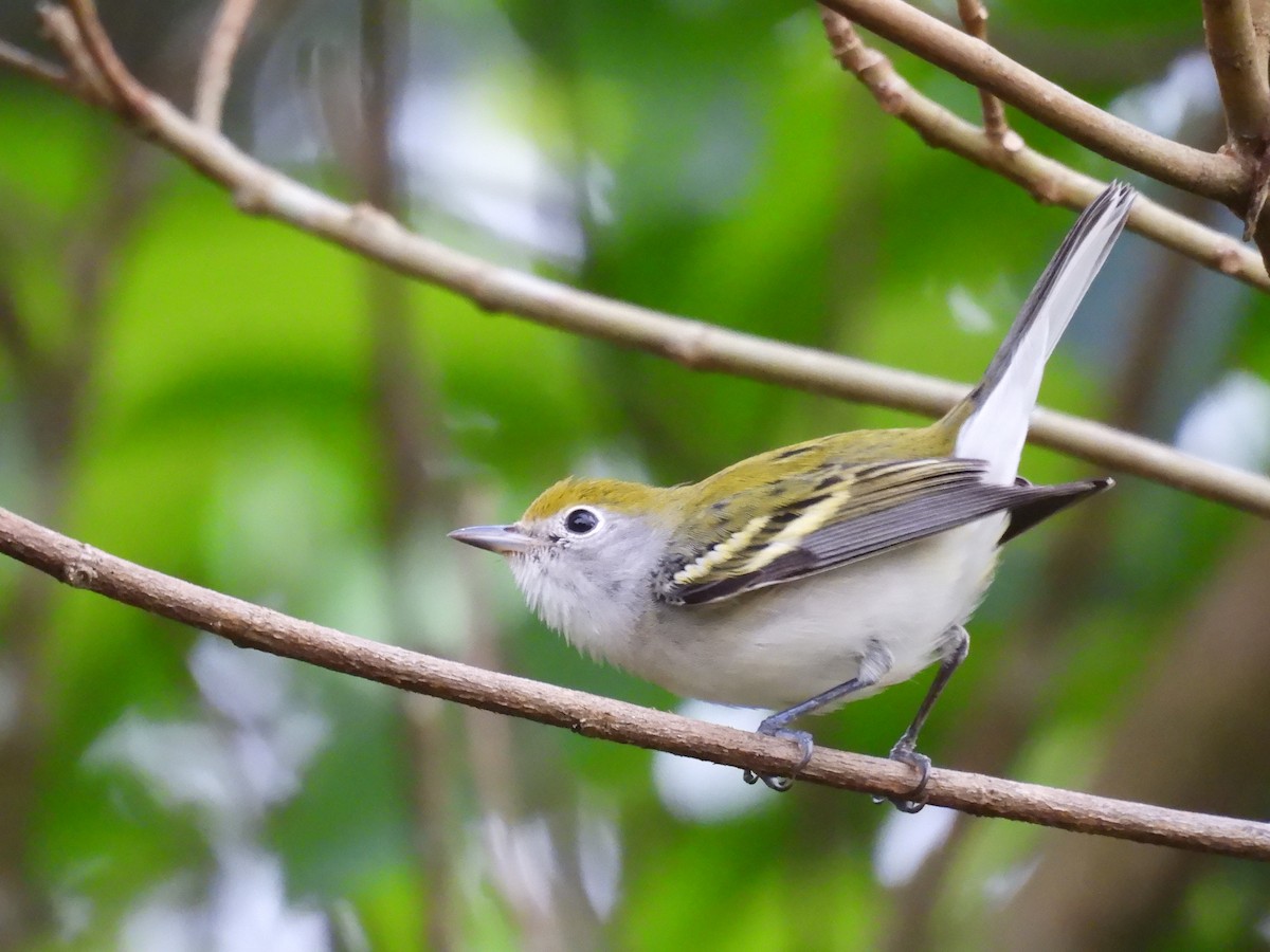 lesňáček rezavoboký - ML646721862