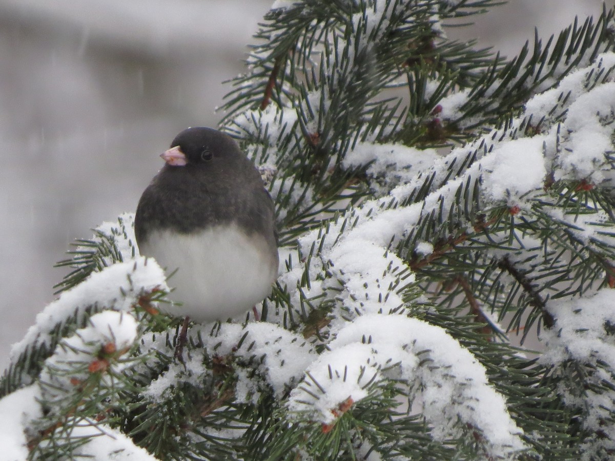 Dark-eyed Junco - ML646721865