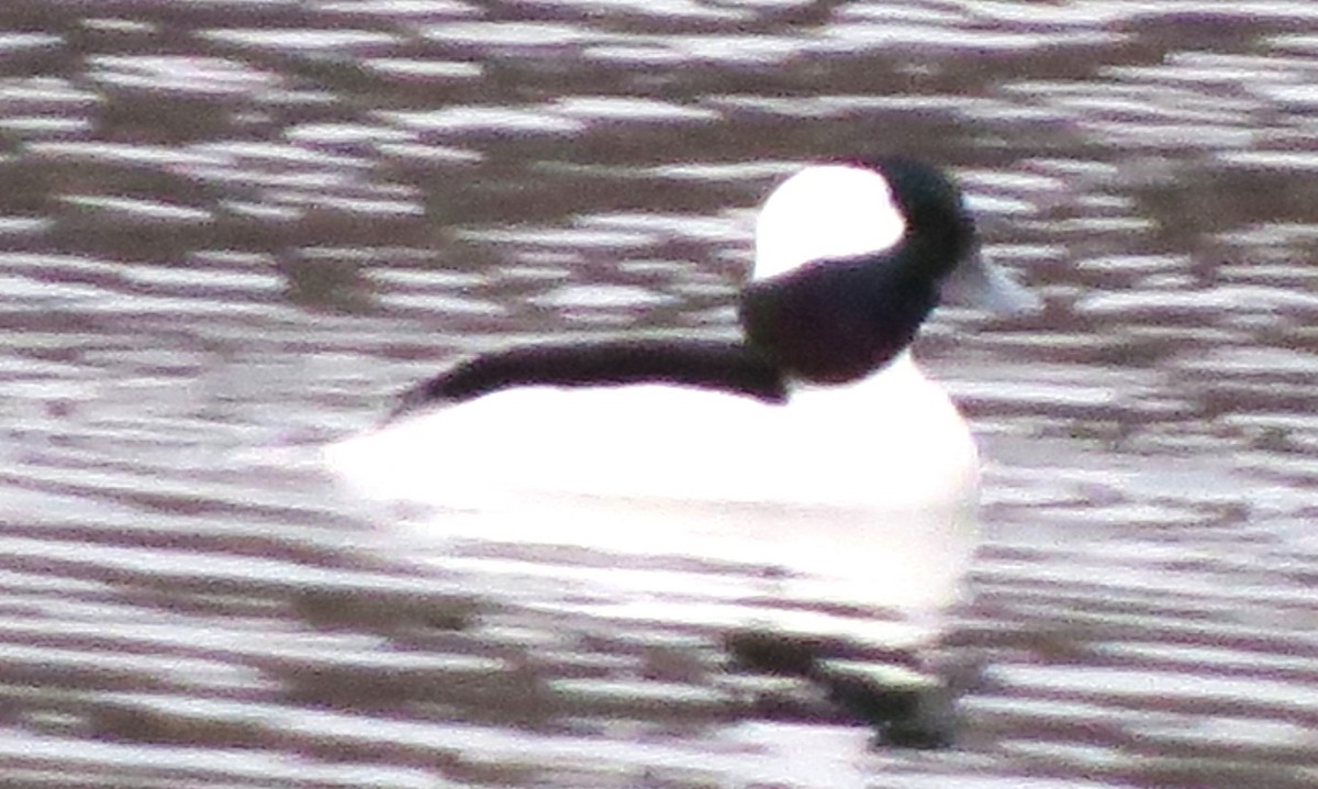Bufflehead - ML646721869