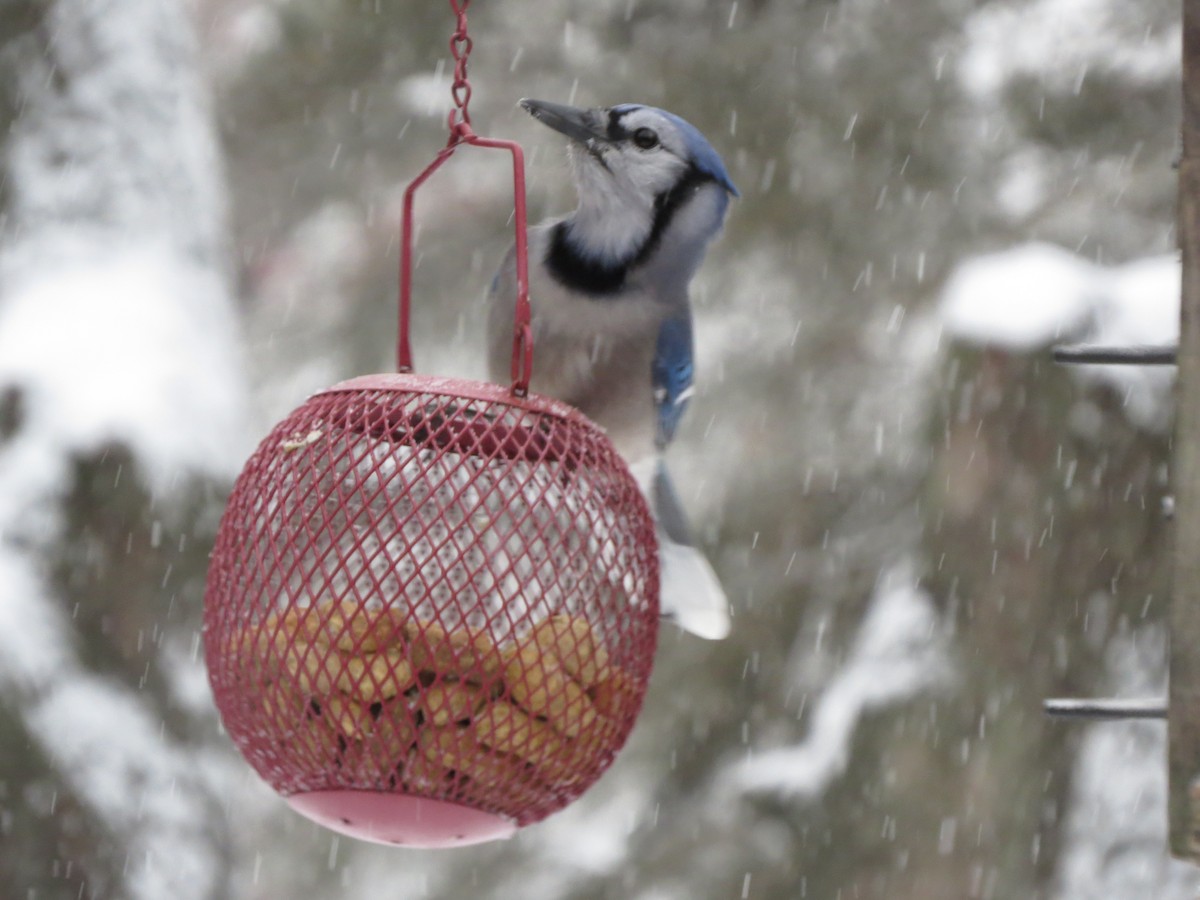 Blue Jay - ML646721870