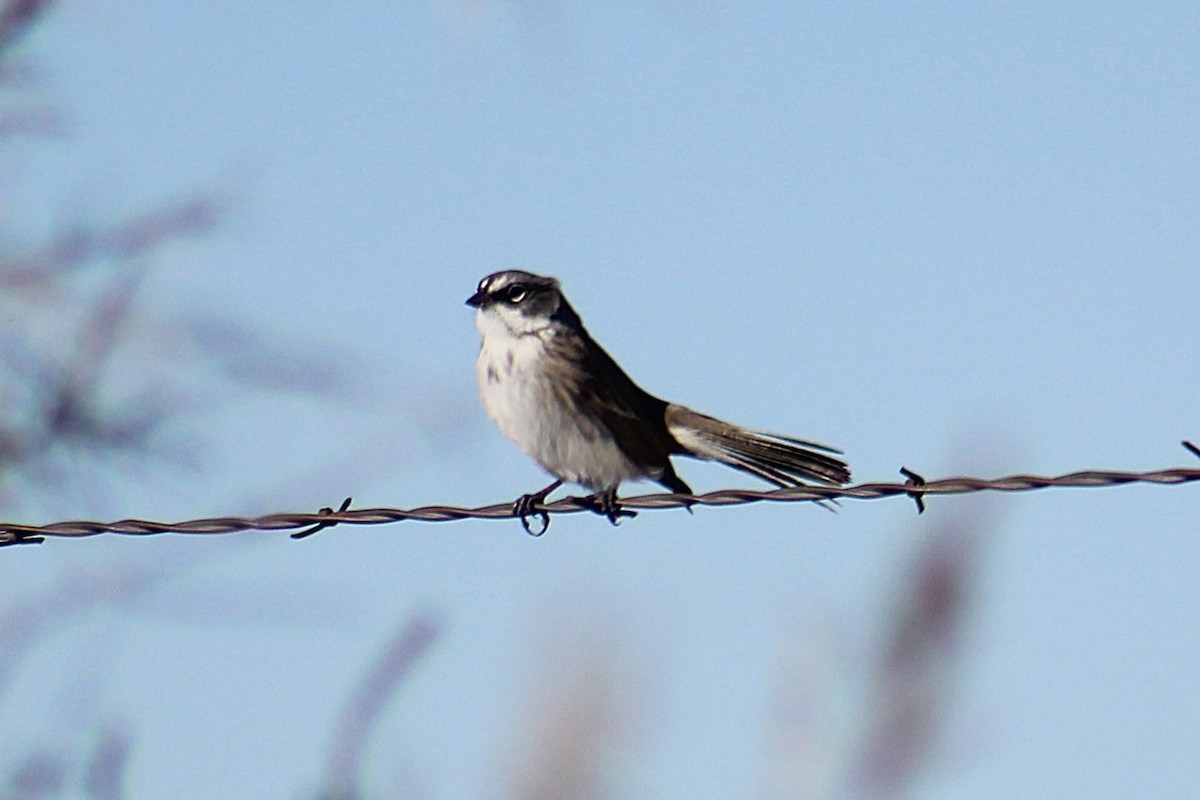 Sagebrush Sparrow - ML646721871