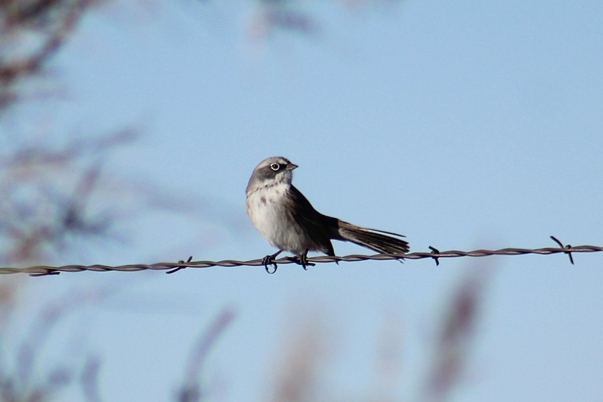 Sagebrush Sparrow - ML646721872