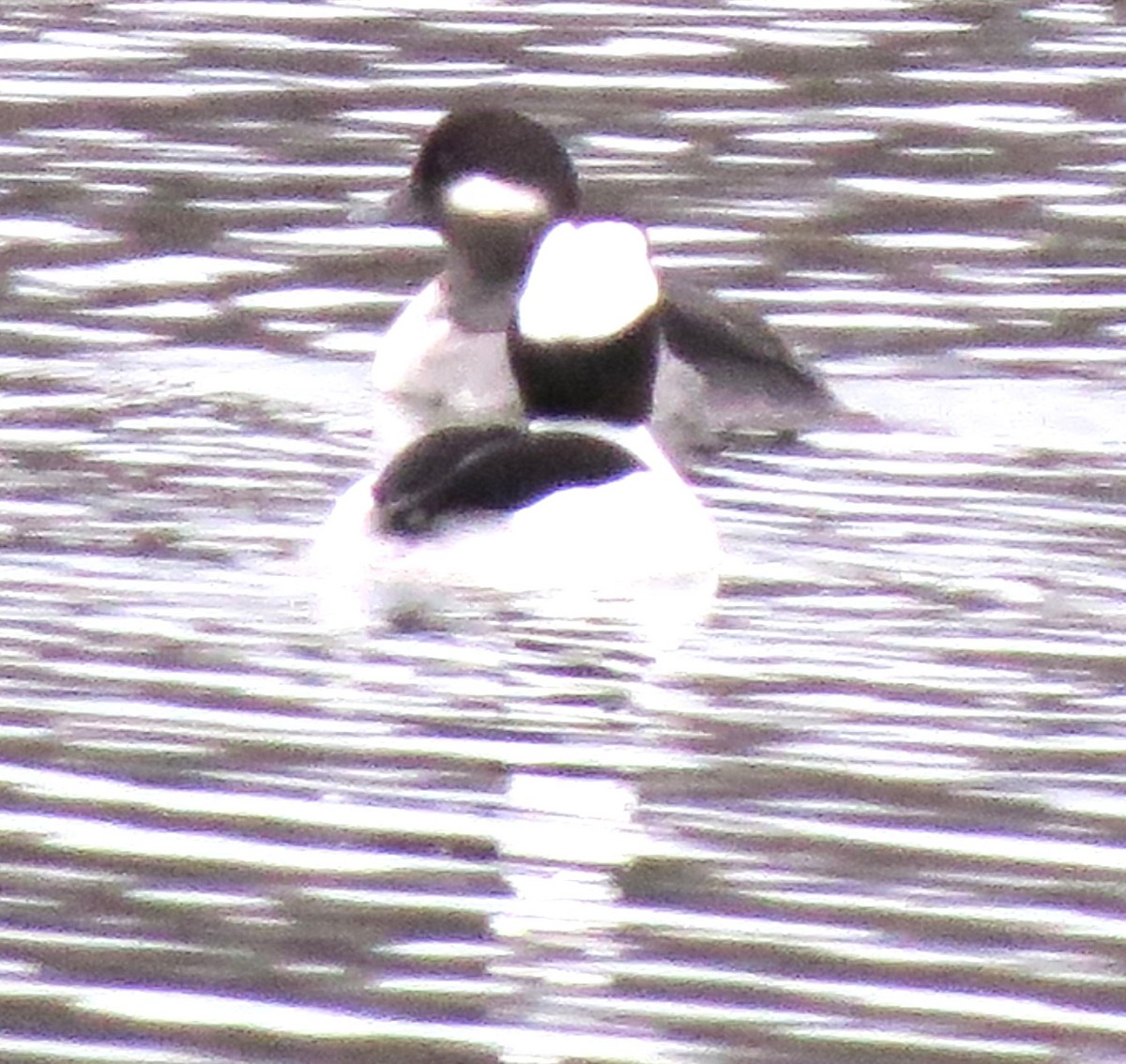 Bufflehead - ML646721873