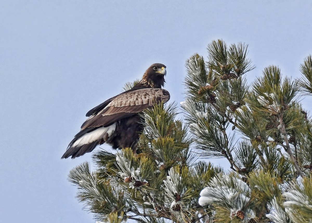 Golden Eagle - ML646721874