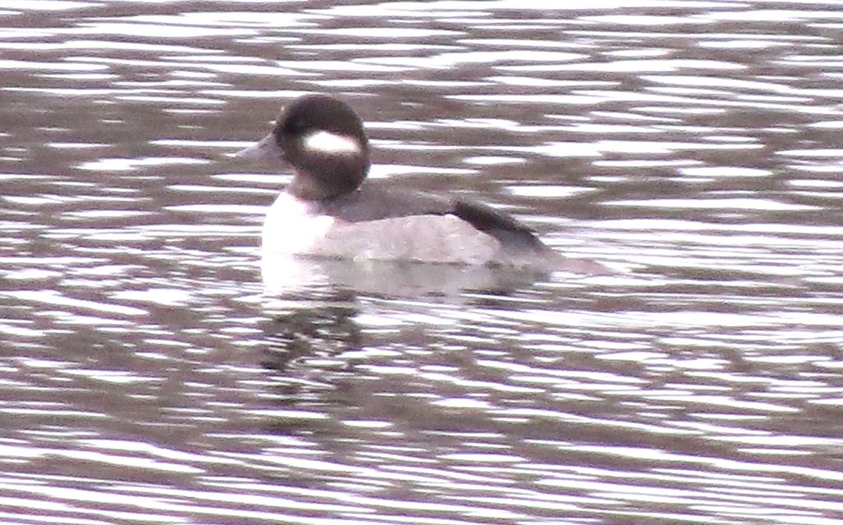 Bufflehead - ML646721875
