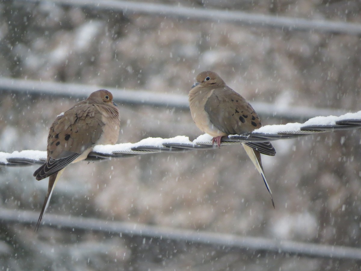 Mourning Dove - ML646721876