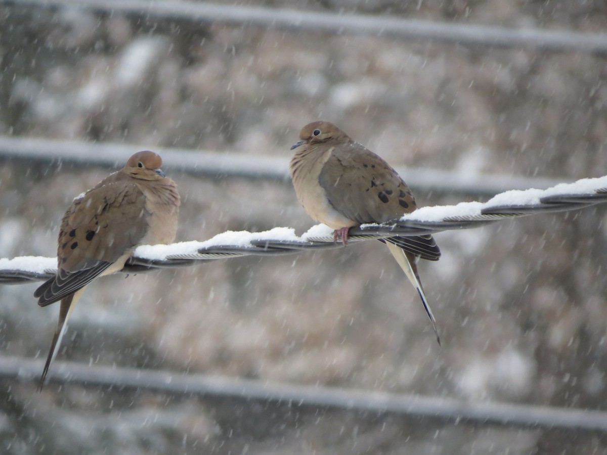 Mourning Dove - ML646721877