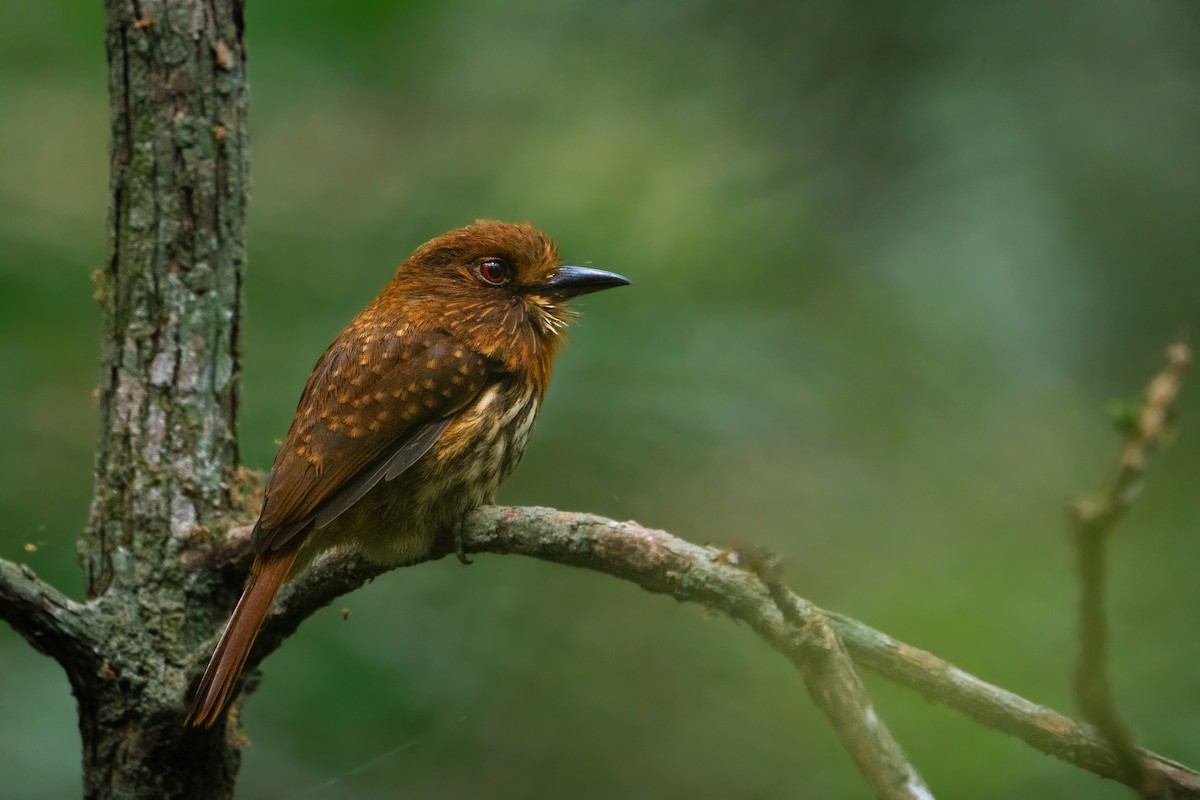 White-whiskered Puffbird - ML646721878