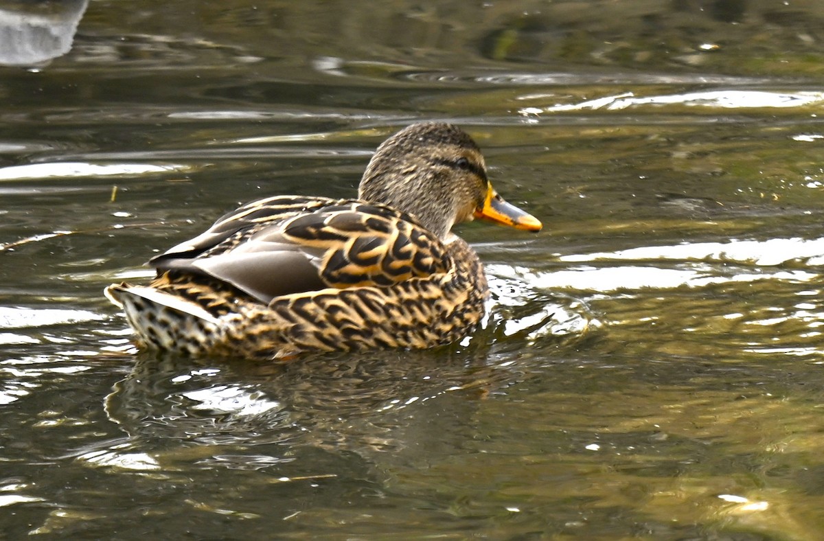 Basahatea - ML646721879