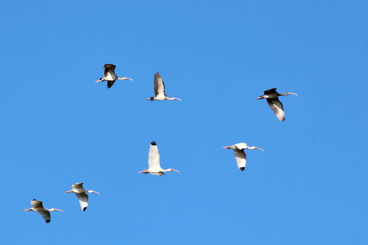 White Ibis - ML646721880